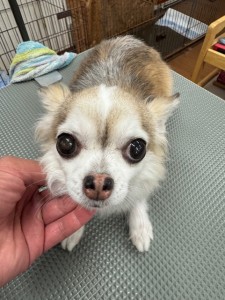 IMG20240608181916