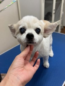 IMG20240608181916