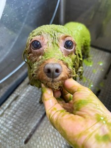thumbnail_image0