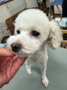 thumbnail_image0