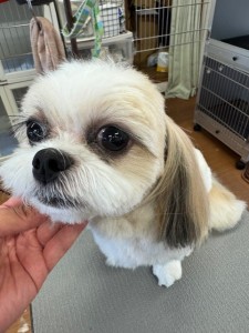 thumbnail_image0