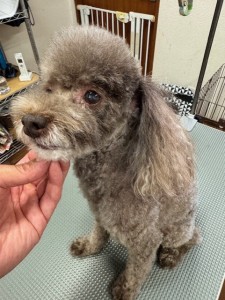 thumbnail_image4