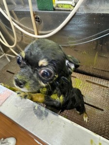 thumbnail_image5 (1)