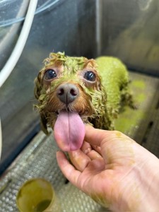 thumbnail_image6 (1)