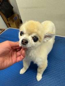 thumbnail_image5 (1)