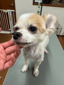 thumbnail_image5 (1)