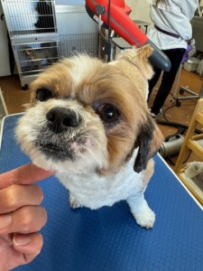 thumbnail_image6 (1)