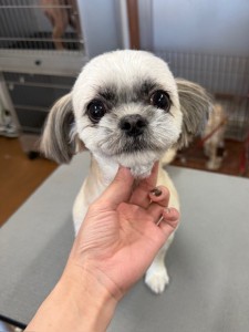 thumbnail_image6 (1)