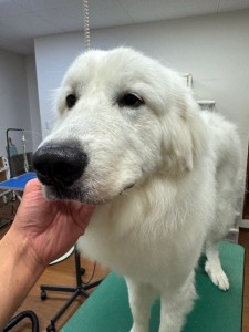 4df99342-4d54-4bc5-8913-9c6ea5f86c36