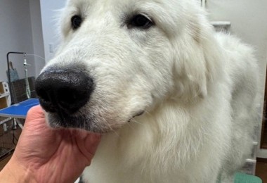 4df99342-4d54-4bc5-8913-9c6ea5f86c36