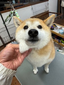 4df99342-4d54-4bc5-8913-9c6ea5f86c36