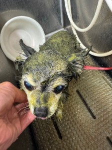 4df99342-4d54-4bc5-8913-9c6ea5f86c36