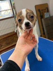 thumbnail_image5 (1)