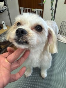 thumbnail_image5 (1)