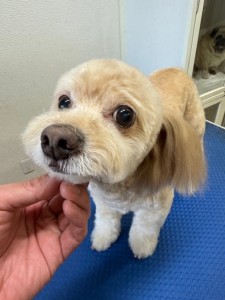 thumbnail_image6 (1)