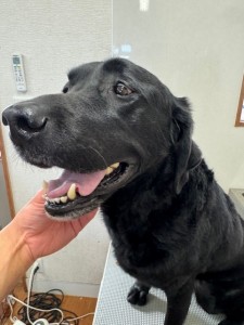 thumbnail_image6 (1)