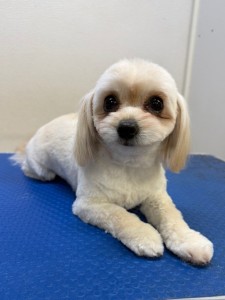 thumbnail_image6 (1)