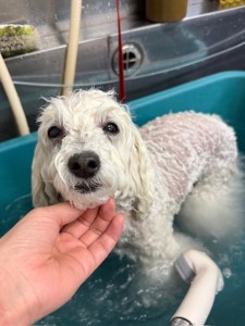 thumbnail_image7 (1)