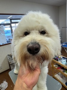 089c18cf-c51d-4496-90a7-1c36668d24d4