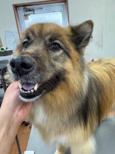 089c18cf-c51d-4496-90a7-1c36668d24d4