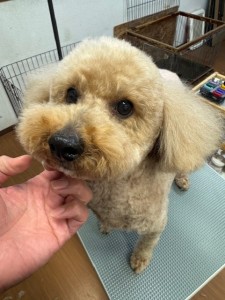 089c18cf-c51d-4496-90a7-1c36668d24d4