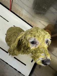 089c18cf-c51d-4496-90a7-1c36668d24d4