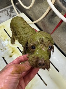 089c18cf-c51d-4496-90a7-1c36668d24d4