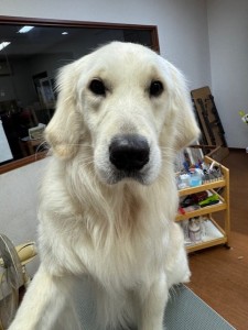 089c18cf-c51d-4496-90a7-1c36668d24d4