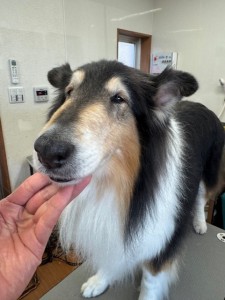 224c813d-1e0a-46f9-b598-c6c9b76b43fa