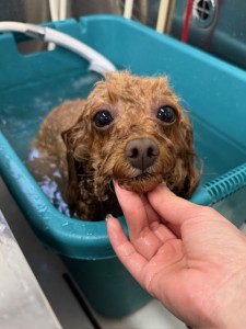 224c813d-1e0a-46f9-b598-c6c9b76b43fa