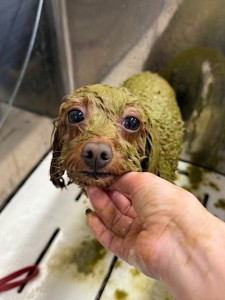 252c4d89-6189-4de5-9542-fe3e95604e85