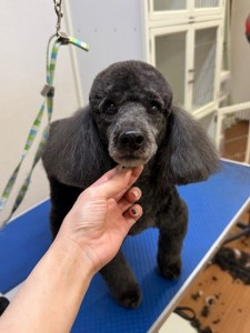 252c4d89-6189-4de5-9542-fe3e95604e85