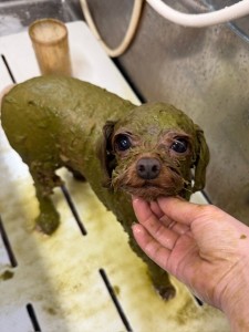 4d9a6697-b832-4a1c-9bb6-6f0bddee874d