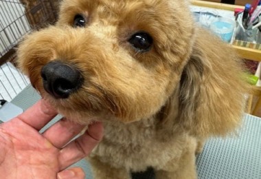 4df99342-4d54-4bc5-8913-9c6ea5f86c36