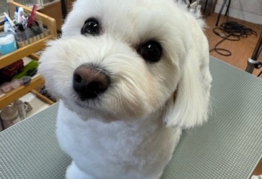 65dd0aba-8074-4e9f-972d-acefac1a1d3f