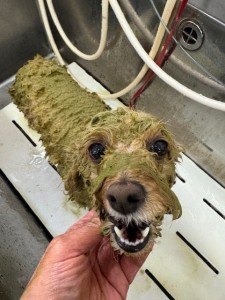 65dd0aba-8074-4e9f-972d-acefac1a1d3f