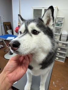 65dd0aba-8074-4e9f-972d-acefac1a1d3f