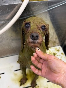 65dd0aba-8074-4e9f-972d-acefac1a1d3f