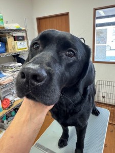 6d382006-99a9-448f-abb0-1e847c1c3674