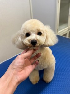 089c18cf-c51d-4496-90a7-1c36668d24d4