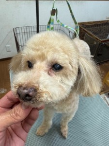 252c4d89-6189-4de5-9542-fe3e95604e85