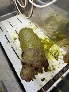 252c4d89-6189-4de5-9542-fe3e95604e85