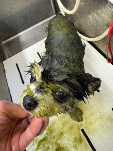 4d1254de-e6f6-46b3-9e82-99ec2c1198aa