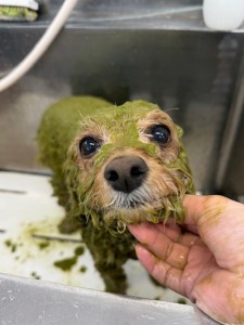 4d1254de-e6f6-46b3-9e82-99ec2c1198aa