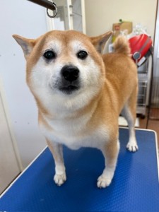 4d1254de-e6f6-46b3-9e82-99ec2c1198aa