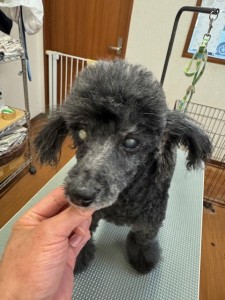 4d9a6697-b832-4a1c-9bb6-6f0bddee874d