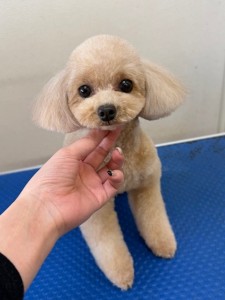 65dd0aba-8074-4e9f-972d-acefac1a1d3f